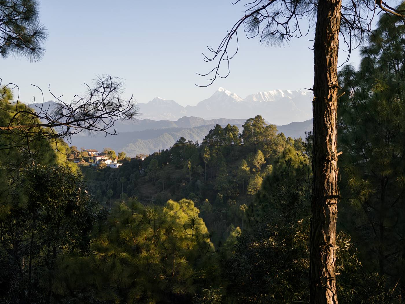 Himalayan peaks through pines