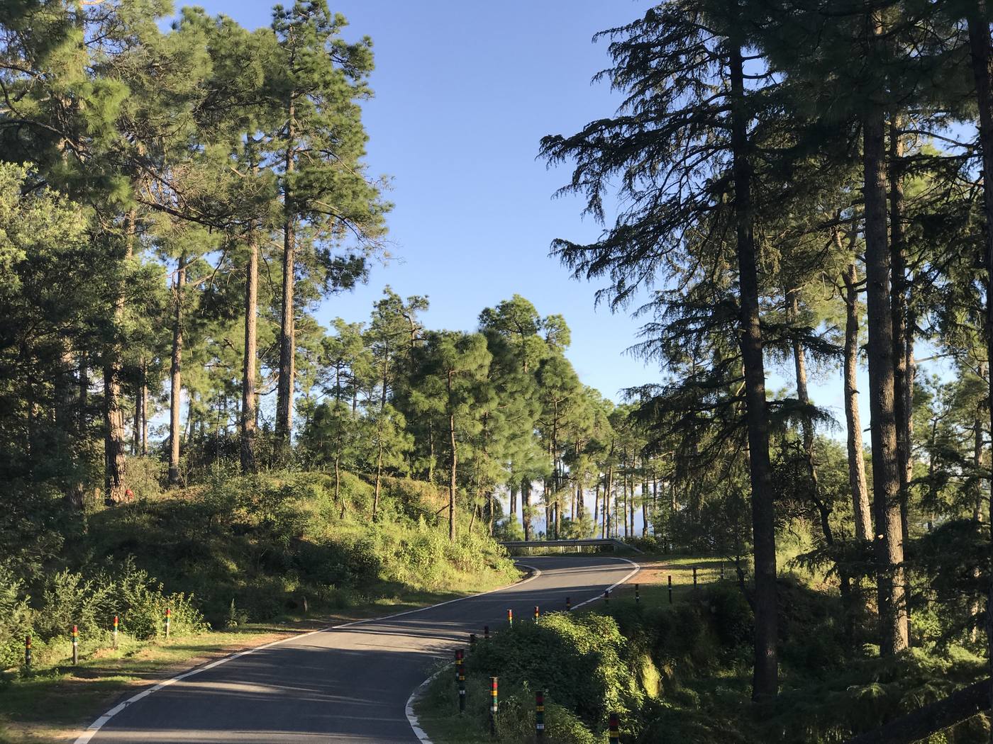 A sunlit forest road